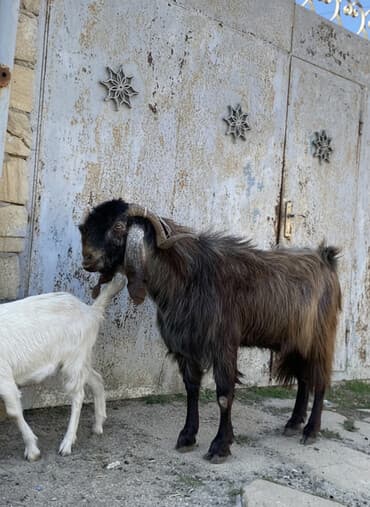 sanen keçi: Hələbdi safqan əsl saxlanmalı heyvandı, cavandı çox iri heyvandı başqa — 1