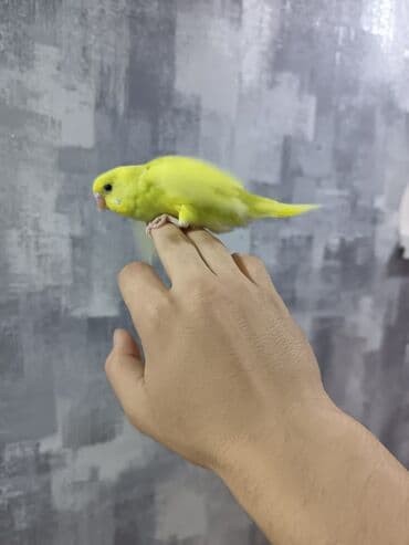 кольчатый попугай цена: 1 ədəd - 20 manat Sevgi və qayğı göstərə biləcək insanlara dalğalı — 3