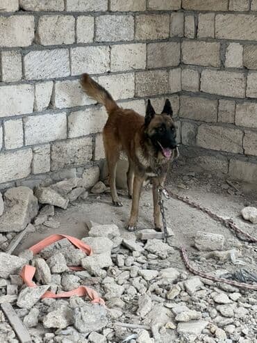 купить собаку малинуа: Belçika çoban iti, 2 il, Erkek, Peyvəndli — 8