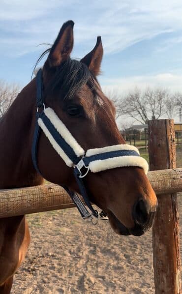 yorqa atlar: Erkək, il: 4 — 1