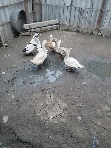 Heyvanlar üçün mallar: 6 ədəd ördəklər satılır.biri lal ördekdi qalanları yerli.tək tək biri — 7