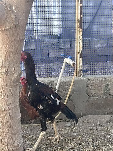 Heyvanlar üçün mallar: Xoruz, il: <1 — 10