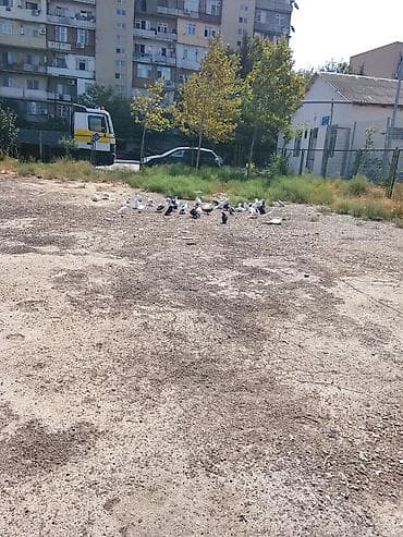 3 manatdan 100 manata kimi quşlar var saar verən quşlarda var srf xam