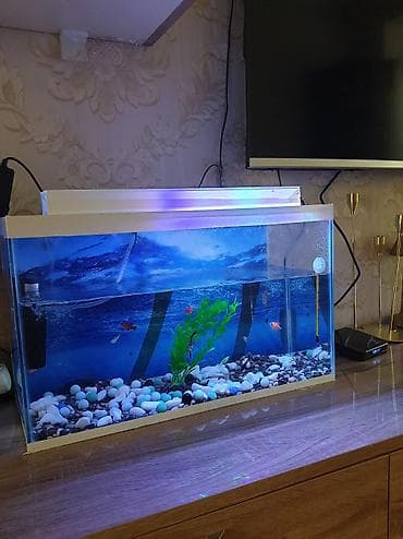 akvaryum baligi: Dördbucaq akvarium, Balıqlarla birlikdə, 30 l — 4