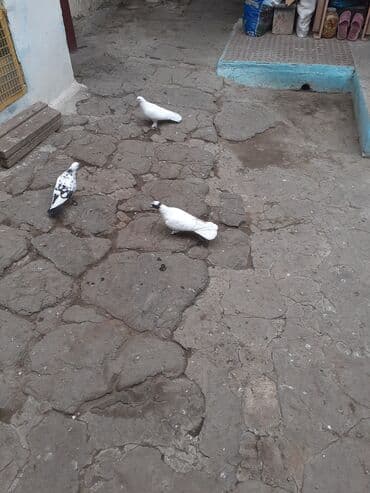 bugda qiymeti: 2 erkey 1 maya 3nin qiymeti 20 az 13 14 18 tukduler — 4