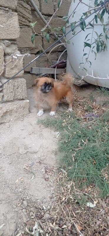 pekines balaları: Pekines, Erkek — 1