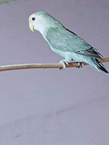 неразлучник: Bala veren cütler.Yuvaas bala al Tam sağlam quşlardı.Üiymət cütünə — 2