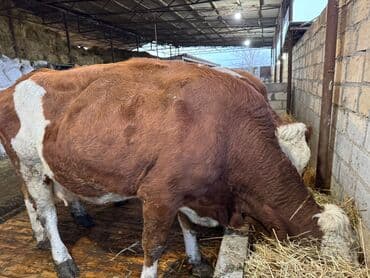 inək öd daşı: Temiz smental disi bogaz heyvanlardi tam saglam.avustralya smentali — 1