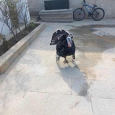 quş papuqay: Erkək, Damazlıq — 3