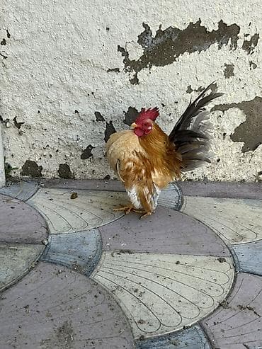 Təmzi serma xoruzdardı real alcya endrim olcaq barter yoxdu