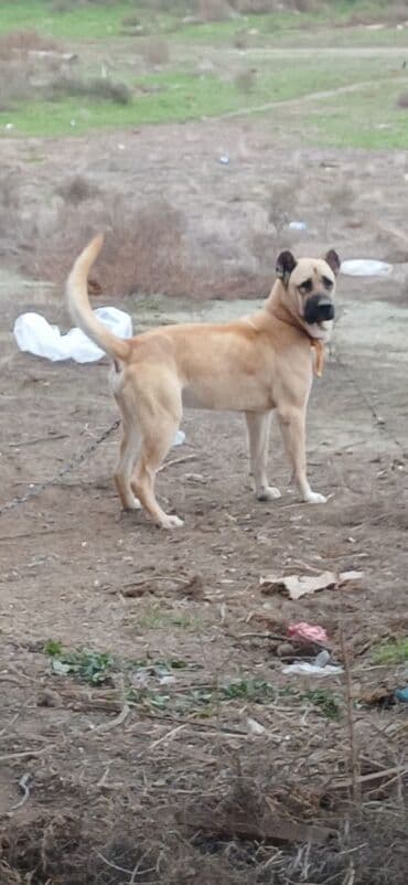 İtlər: Kanqal, 1 il, Erkek, Peyvəndli, Ödənişli çatdırılma — 2