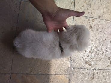 azerbaycan it adlari erkek: Pekines, 2 ay, Erkek — 3