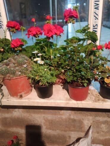 саженцы малины тарус: Qazon landşaft #qazon #torf #torf250litrlik Ekolayf #ekolayf balaken — 26