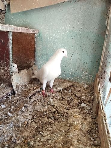 cex quşlar: Əbreşboyun erkey hündür uzun quşdu stokali — 3