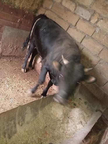 cuce ve xoruz: Qara rəngli erkək dananın satışı - Növ: yerli mal-qara, erkək dana - — 3