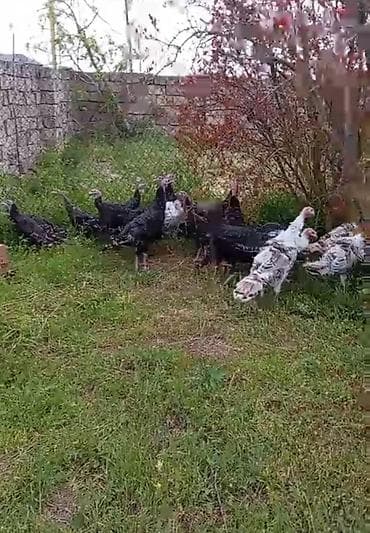 hinduska satisi: Hinduşka sürüsü satılır. - Növ: Ev şəraitində bəslənən hinduşkalar — 2