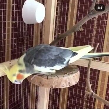 it yemeyi qiymeti: Oyuncaqlar tebii ağacdan hazirlanib. Aksesurlara göre qiymet deyişir — 8