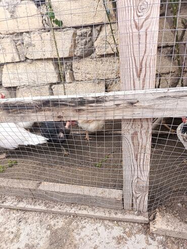 heyratı fere: Toyuq, Yumurtalıq — 1