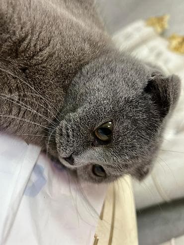 şotland dişi: Şotland, Dişi — 3