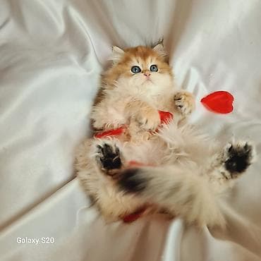 sfinks pişik: Britan — 5