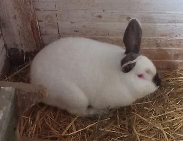 Satılır: ağ tüklü, tünd qara qulaq‑burun‑pəncə və quyrug işarəli