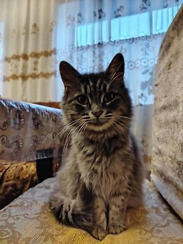 itlerin satisi ve qiymetleri: Yaxşı əllərə — 1