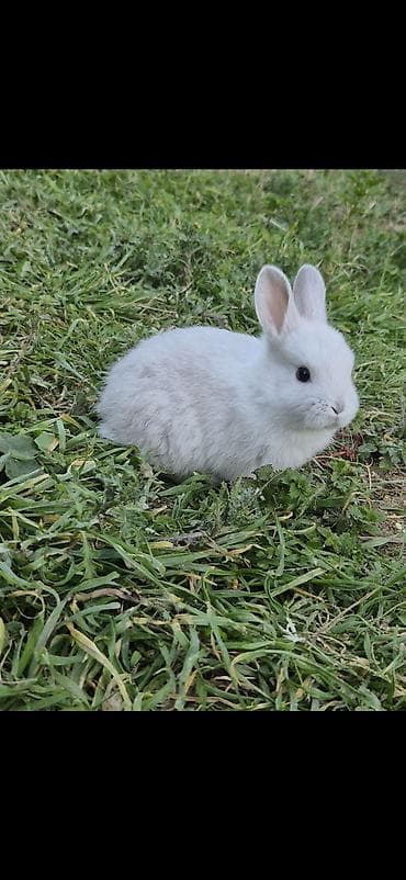 Balıqlar: Dovşan satilir,11dənəyidi,4dənə qalib tələsin!!! — 2
