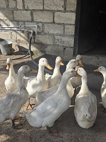 Yerli ördeklrdi