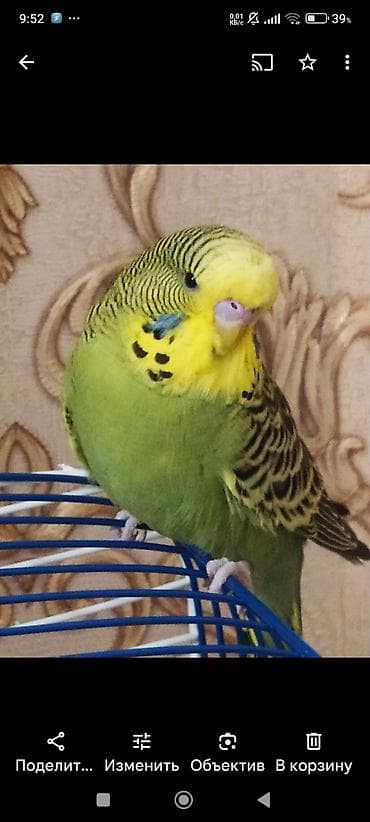 Продаю попугаявозраст год