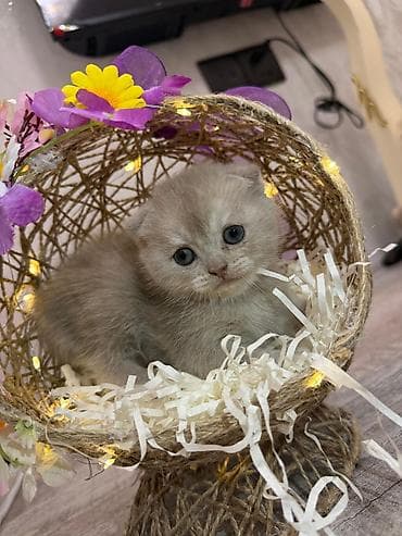Şotland yastı qulaq lalafo.az -da Şotland yastı qulaq
