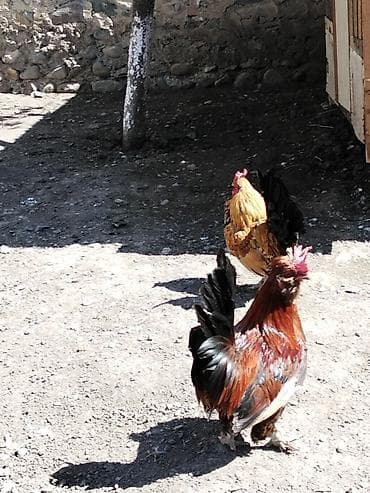 Toyuq, Damazlıq, Ödənişli çatdırılma