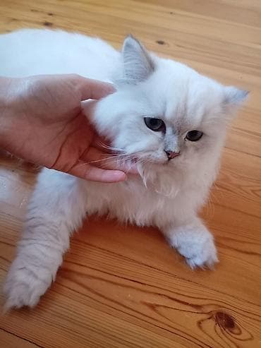 pişiy adlari: Ağ rəngli, uzun tüklü pişik – yumşaq, ipək kimi xəz, mavi gözlər və — 8