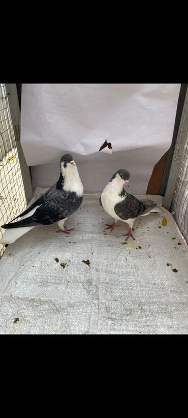 купить хомяка в баку: Delfin saglam heyvanlardi xoruzu iri olan sortdandi cütü 40 manat — 8