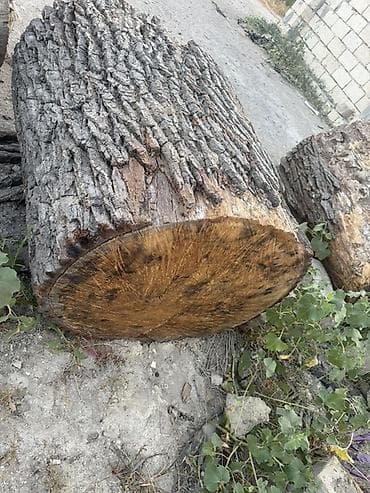 bildircin satisi tap az: 🌳 ƏSL PALID KÖTÜKLƏRİ SATILIR! 🌳 Belə kötüklər hər yerdə tapılmır! — 4