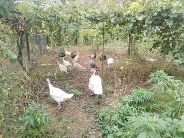 hunduska: Erkək, Ətlik — 3