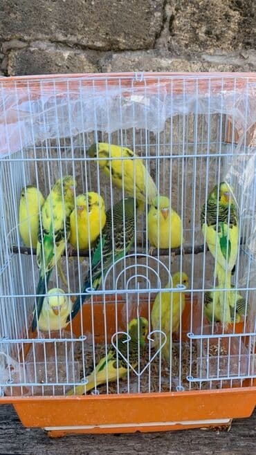 купить собаку в: Salam aleykum tutuquşular satışda 15 azndan 20 azna kimi saglam MA ŞA — 2