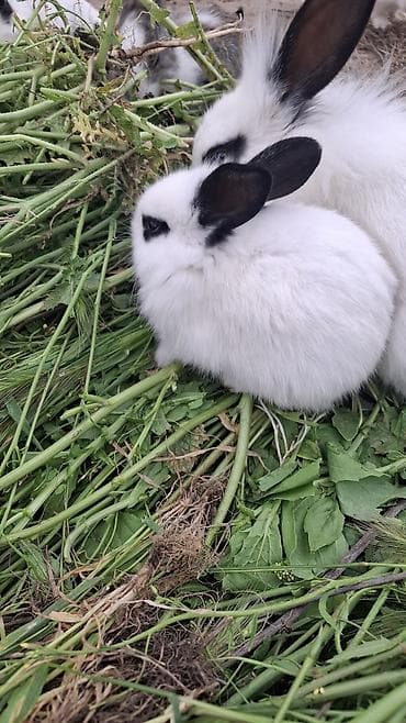 dovşan yemi: Qiymət sondur 1 bala dovsan Dekorativ dovşan balaları - Cins — 3