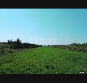 qubada aylıq kirayə evlər: 100 sot, Mülkiyyətçi, Müqavilə — 3