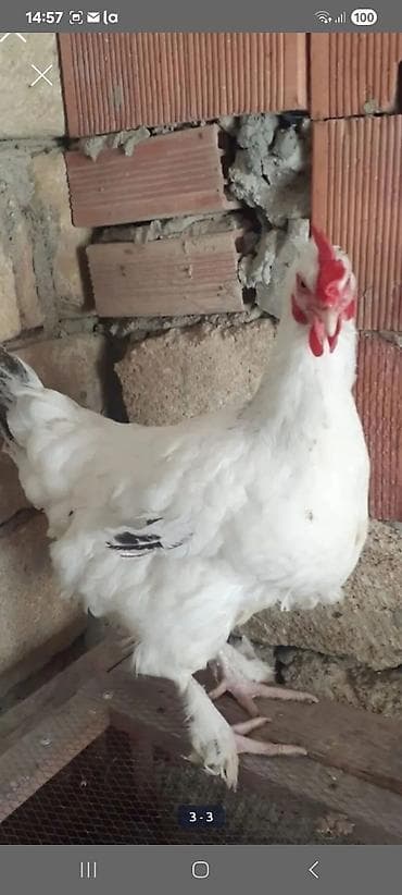 dark brama: Toyuq, Yumurtalıq — 3