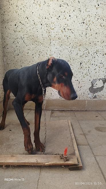 kangal itləri: Doberman, 7 ay, Dişi, Peyvəndli, Ünvandan götürmə — 2
