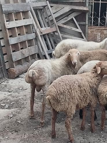 yanı balalı qoyun: Beyləqan quzuları
super kökdülər, diri çəki -10m — 7