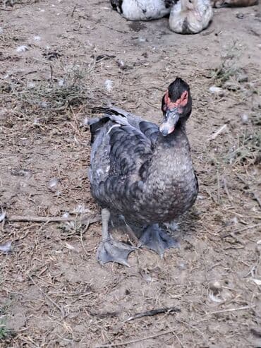 Ət: Salam lal ördəklər satılır . Tam çəkilərin almış yerli və cins 700 — 11
