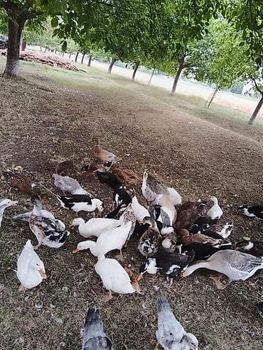 Kənd təsərrüfatı quşları: Tebiyi seraytde böyümeş öreylerdi 3 ayın kecibler 30 35 dene si — 7