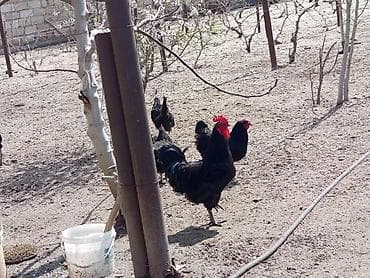 Xoruz, il: 1, Ünvandan götürmə