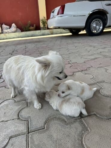 itlər bala: Şpitz, 1 ay, Dişi, Sənədli, Pulsuz çatdırılma, Ünvandan götürmə — 2