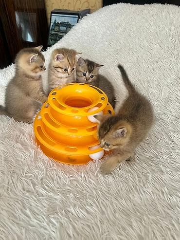 Pişiklər: Qızıl şinşilla, Erkək, Dişi, Ünvandan götürmə — 3