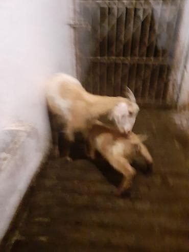 kişi keçə şap şapları: Sənan və alpin keçilərinin qarışığı. Südlük və ətlik keçilər. Balası — 5
