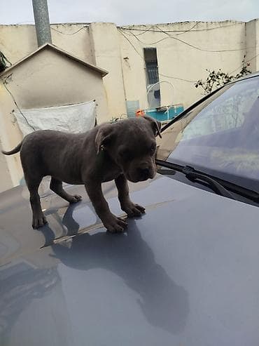 heyvan inek: Amerikan sortu pitbul Boz rəngdə balaca it balası - Cins: qısa tüklü — 4