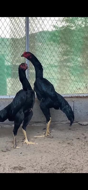quşlar: Cins: Uzunboylu, döyüş tipli Asil/Şamo xəttindən qara rəngli xoruzlar — 6