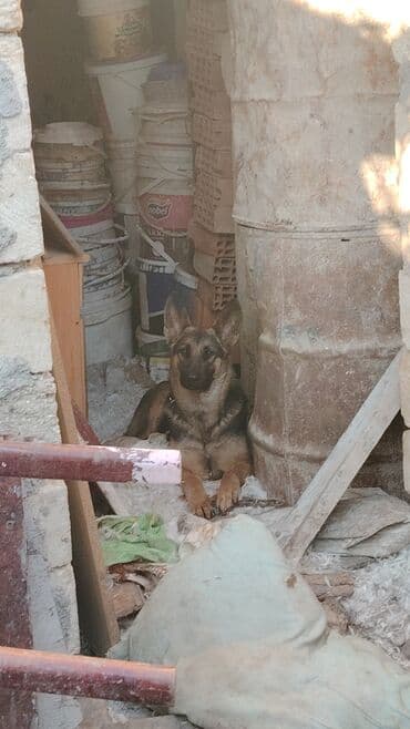 coban iti sekilleri: Alman çoban iti, 9 ay, Dişi, Peyvəndli, Ünvandan götürmə, Ödənişli çatdırılma, Rayonlara çatdırılma — 2